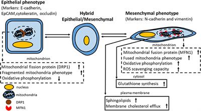 Metabolic Reprogramming and Epithelial-Mesenchymal Plasticity: Opportunities and Challenges for Cancer Therapy